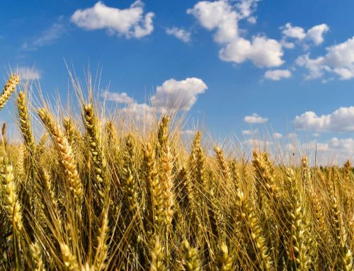 Tematska radna grupa „Žene u ruralnom prostoru“ poziva na prvo ovogodišnje studijsko putovanje